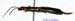 Forficula_auricularia_f_1126 copy